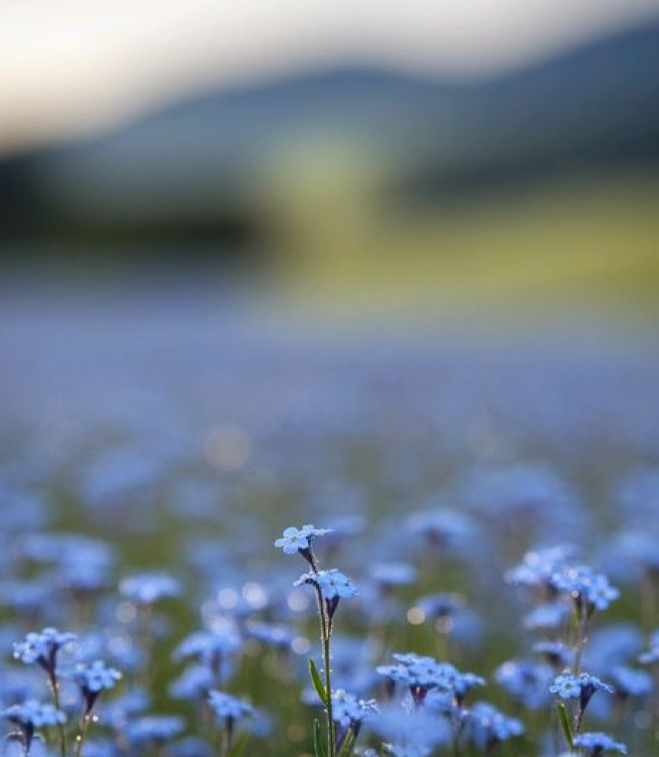 Nutrients of a Daisy