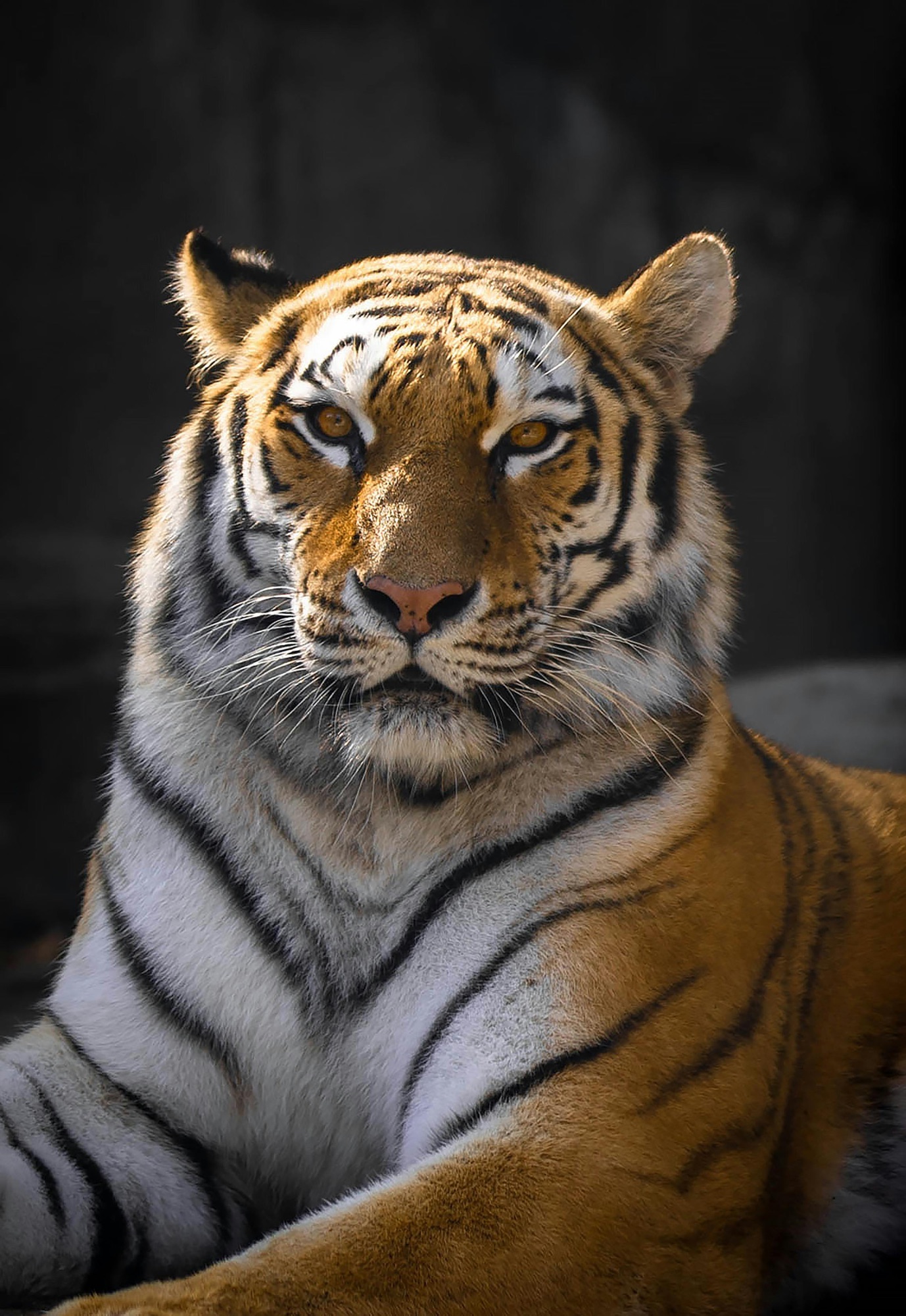 The Tiger